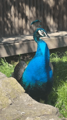 Peacock spotted in outdoor setting in Kalimantsi, Bulgaria