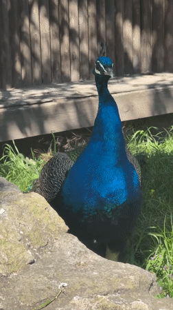 Peacock spotted in outdoor setting in Kalimantsi, Bulgaria