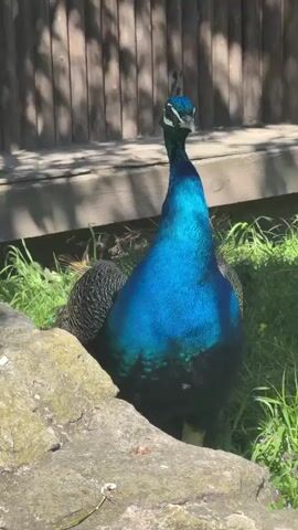 The video shows a peacock standing in the grass next to a rock in front of a wooden fence. The peacock has bright blue feathers on its neck and body. The video is taken in daylight.