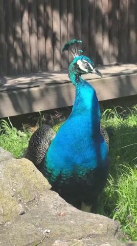 Peacock spotted in outdoor setting in Kalimantsi, Bulgaria