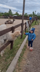 Toddler feeds farm animals at Russian petting zoo