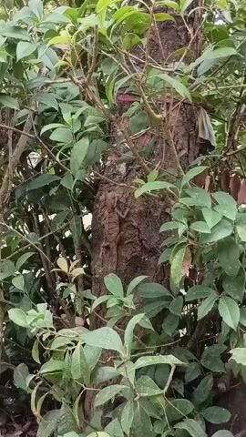 A brown lizard is clinging to the side of a tree trunk. The tree is surrounded by green foliage. The video is shaky and the lizard is in focus for most of the duration.