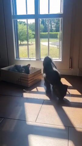 Two dark-colored cats are on a tiled floor in front of a large window. One cat is lying down inside a rectangular cardboard box on the left. The other cat is standing and sniffing the floor on the right. Sunlight streams through the window, casting shadows on the floor. Outside the window, there is greenery and trees.