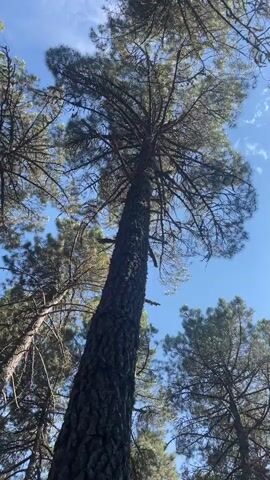 This is a low-angle video of tall pine trees reaching towards a bright blue sky with scattered white clouds. The camera is pointed upwards, showing the trunks and branches of the trees. The bark of the central tree is dark and textured. The surrounding trees are also visible, with their needles forming a dense canopy against the sky. The video is static, with no visible movement other than the slight sway of the branches in the wind, which is not audible. The lighting suggests it is daytime, likely sunny. There are no people or other objects visible in the frame.