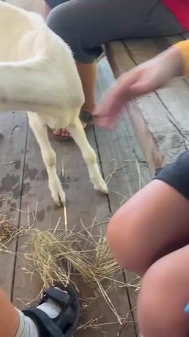 The video shows a group of goats on a wooden platform. In the foreground, a white goat is partially visible on the left and right. In the center, a white goat stands facing right. Several other goats, including white and brown ones, are visible further back. Some people are present on the platform. On the right, a person wearing sandals and shorts is seated, and another person, possibly a child, is standing and holding a phone. In the background, more goats are visible, and a railing overlooks a landscape. The ground is covered with straw. The interaction appears to be an encounter between a goat and a person, with the person expressing a mild complaint about being bitten. The overall scene suggests an outdoor farm or petting zoo environment.