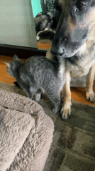 Dogs and cat share quiet morning moments in Russian home