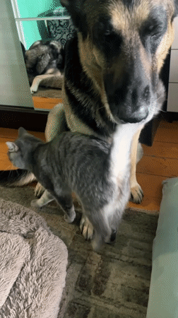 Dogs and cat share quiet morning moments in Russian home