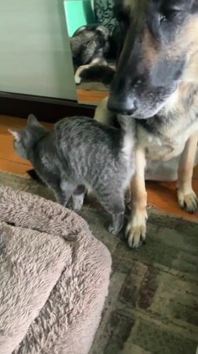Dogs and cat share quiet morning moments in Russian home