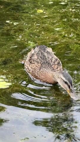 A mallard duck swims in murky green water filled with aquatic plants. The duck dips its beak into the water as it swims, creating ripples. Another mallard duck appears in the background to the left. The scene is viewed from above and slightly to the side, with a wooden surface visible in the bottom foreground.