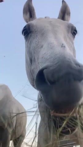 A low-angle, close-up shot captures the head of a white horse as it eats grass. The horse's snout fills the majority of the frame, with its large, dark eyes visible just above. The horse's ears are perked up, and its mouth is filled with grass. The background is a pale blue sky, indicating an outdoor setting. Another white horse is partially visible on the left side of the frame. The footage is brief, lasting only a few seconds, with subtle shifts in the horse's facial expression and movement.