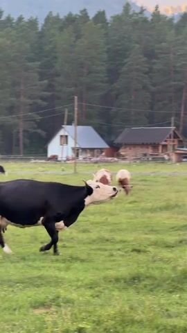 A black and white cow walks across a grassy field. In the background, there are two wooden buildings, a power line, and a dense forest of pine trees. The sky above the trees is a pale orange, suggesting either sunrise or sunset. Another cow, mostly brown and white, is visible in the distance, grazing. The camera is focused on the black and white cow, which is in the foreground.
