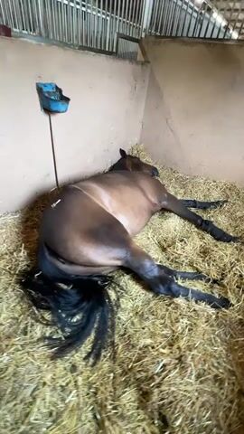 The video shows a brown horse lying on its side in a stall filled with straw. The horse has black legs with bandages around the lower part. It also has a long, black tail. The stall has a light-colored wall on one side and a metal-barred wall on the other. A blue feeding trough is attached to the wall. The horse appears to be resting or sleeping.