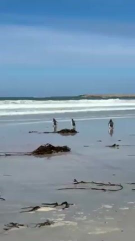 Three penguins stand on a sandy beach on a sunny day. The beach is littered with seaweed. The ocean is visible with waves rolling onto the shore. In the distance, a rocky landmass can be seen under a blue sky with scattered clouds.