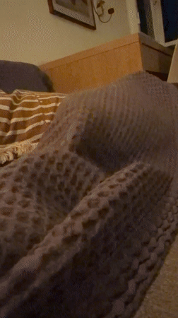 Cat rests on bed in Givatayim, Israel