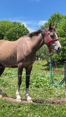 The video displays a pastoral scene featuring horses and a field under a bright sky. It begins with the rear view of two horses, one light-colored on the left and one brown on the right, standing near a wire fence. The camera then pans left, revealing a light-colored horse with a red halter and a black lead rope, tethered to a wooden fence post. Further panning to the left shows a brown horse lying on its side in a patch of dirt, rolling on its back. The environment consists of a green grassy field with wildflowers, several large deciduous trees, and a small white structure (possibly a tent or shed) visible in the background, all beneath a blue sky with some white clouds.