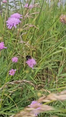 A close-up video shows a bumblebee on a purple flower. The bumblebee is black and yellow and is actively feeding on the flower. The flower is surrounded by tall green grass and other smaller purple flowers. The video is shaky and appears to be filmed on a mobile device.