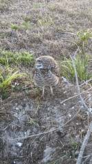 Burrowing owl spotted on ground in Cape Coral, Florida