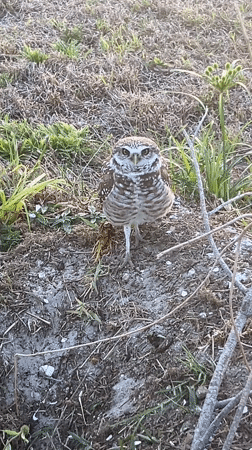 Burrowing owl spotted on ground in Cape Coral, Florida