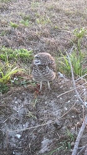 Burrowing owl spotted on ground in Cape Coral, Florida