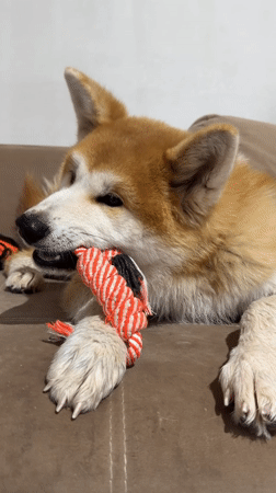 Family documents quiet evening with pet, meal, child care