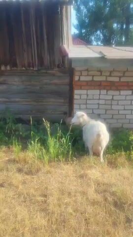 The video shows two goats in a rural outdoor setting. The foreground is filled with dry, golden grass, suggesting a warm, possibly late summer or early autumn day. In the middle ground, a white goat stands in green grass, facing left. Behind it, and slightly to the left, a brown goat is visible, appearing to be climbing or jumping onto a wooden structure. The background features a rustic wooden building with vertical planks, adjacent to a brick structure. Above the buildings, trees are visible under a bright sky, indicating it is daytime. The overall atmosphere seems peaceful and bucolic, characteristic of a farm or countryside. No text is visible in the video. The location context provided is Sokolovo, Russia.