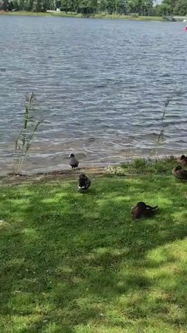 The video shows a body of water, likely a lake, with a red and white sailboat in the distance. The shore is lined with green grass and reeds. Several ducks are present, some on the grass and one in the shallow water. One duck is black and white, and the others are various shades of brown. The ducks are mostly resting, with some preening and others sitting down. The weather appears to be sunny with some clouds.