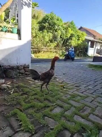 A rooster walks across a paved walkway with grass growing in the gaps between the bricks. In the background, a person rides a scooter, and a house is visible with trees and a blue sky.