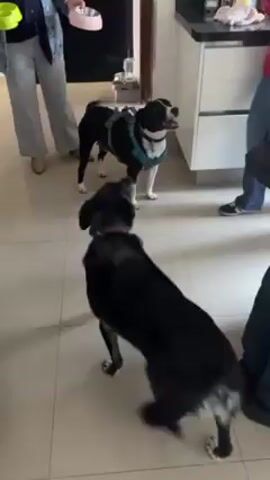 Two black and white dogs are in a bright room with light tile flooring. A person in light-colored pants and a blue jacket is holding a yellow bowl and moving around. A second person in jeans and a pink top is partially visible. The dogs are excited and moving around. The person with the bowl appears to be preparing to feed the dogs. One dog is wearing a blue harness. The room appears to be a kitchen with white cabinets and dark countertops.