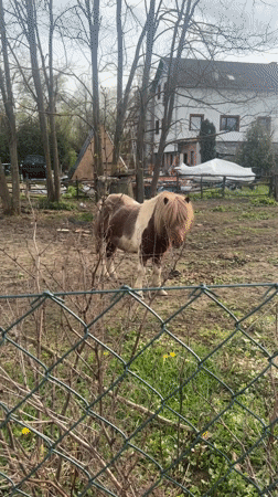 Pony spotted in muddy yard in Croatia