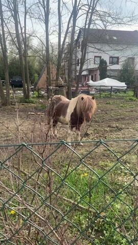 The video shows a small pony in a muddy yard. The pony is brown and white, with a long, blond mane that covers its eyes. It stands still, facing the camera. The yard is enclosed by a green wire fence. In the background, there is a house, trees, and some other structures. The weather appears to be overcast.