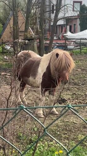 Pony spotted in muddy yard in Croatia