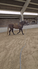 Horse training session observed in Belgian indoor arena
