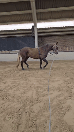 Horse training session observed in Belgian indoor arena