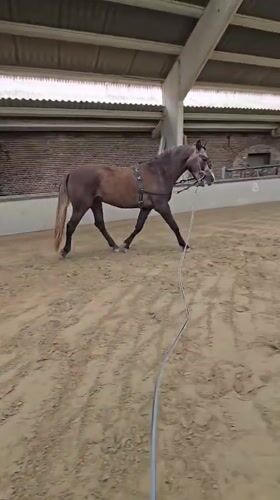 Horse training session observed in Belgian indoor arena