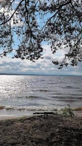 The video shows a view of a lake from a sandy shore, framed by the branches of a pine tree. The sun glints off the choppy water, and clouds drift across a blue sky. The tide is low, exposing a strip of sand and some scattered debris. The overall impression is one of a serene, natural landscape.