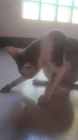 A short clip shows a cat bending its body at a sharp angle, appearing to be grooming or stretching. The cat is white with dark gray patches and is indoors. A window made of frosted glass blocks is visible in the background, casting a soft light. The floor is light-colored and reflective.