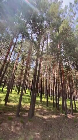 A video captures a low-angle view of a dense forest with tall pine trees. The sun shines through the canopy, creating lens flares and dappled light on the forest floor. The ground is covered in brown dirt and green grass. The trees are closely spaced, with their trunks appearing reddish-brown and their needles a vibrant green. The camera appears to be moving, suggesting the footage was taken from a vehicle or while walking through the woods. There are no people or animals visible in the video.
