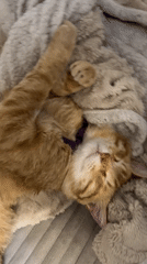 Orange cat naps and stretches in Podgorica apartment