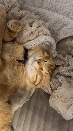 Orange cat naps and stretches in Podgorica apartment