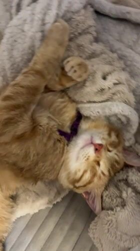 Orange cat naps and stretches in Podgorica apartment