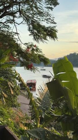 This video captures a serene river scene at sunset. The foreground is dominated by lush green foliage, including large banana leaves and branches of a tree with red flowers. In the middle ground, a wide, calm river flows, reflecting the soft, golden light of the setting sun. Several boats are visible on the water. One boat, closer to the viewer, is a long, narrow vessel with a reddish-brown roof and a few passengers visible. Further out on the river, more boats, appearing to be traditional wooden vessels, are anchored or moving slowly. The background features rolling, tree-covered hills fading into the hazy sky. The overall atmosphere is tranquil and peaceful, with the natural beauty of the landscape highlighted by the warm hues of the sunset.