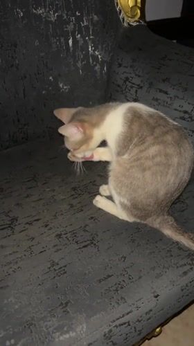 Cats at home in Lagos, doing cat things