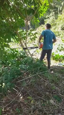 The video shows a man standing in a wooded area, operating a chainsaw to cut a tree. He is wearing a short-sleeved blue shirt, dark pants, and boots. The tree he is cutting is surrounded by green vegetation and fallen branches. The area around him appears to be a mix of trees, plants, and leaf litter. The man is facing away from the camera. He makes a cut in the tree, then pauses, before continuing to cut.