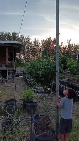 The video shows a young boy in a grey t-shirt and dark shorts standing next to a tall bamboo pole in an outdoor setting. He is looking up at the pole, with his hands on it. The pole has a wire running from its top, extending towards the left. In the background, there is a small wooden house on stilts, surrounded by a garden with numerous potted plants and trees. The sky is visible, with a gradient of colors suggesting either sunrise or sunset. The overall environment appears to be rural or semi-rural. The boy is the only person visible in the video.