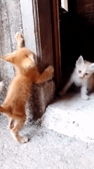 Ginger kittens at play in a Cikal courtyard
