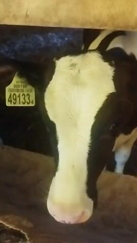 A close-up, head-on shot of a black and white calf looking at the camera. The calf is standing behind a wooden barrier. Two yellow ear tags are visible, one on each ear. The left ear tag has the number 334. The right ear tag has the number 49133. The calf's nose is pink. The background is dark and appears to be hay. The video then pans to the right, showing more of the calf's body and another calf behind it.