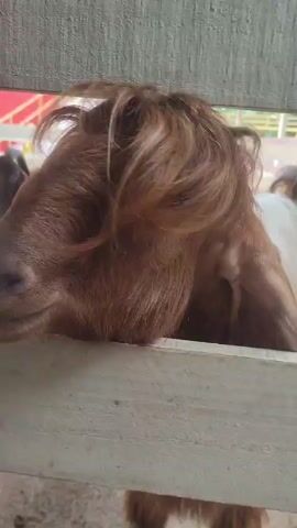 The video shows two goats in a pen. The first goat has brown hair and is laying its head on the fence. The second goat is brown with long ears and small horns. The pen is made of grey wood, and a building with a red roof and white window is visible in the background.
