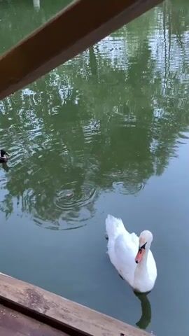 The video shows a swan and a duck swimming in a body of water. The water is calm and reflects the trees on the opposite bank. A wooden railing is visible in the foreground. The swan is white and has an orange beak. The duck is brown and white. Both birds appear to be peacefully swimming. The scene is serene and natural.