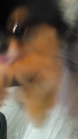 The video shows a close-up, blurry view of two dogs. The first dog, a smaller tan and white Chihuahua, is in the foreground, with its tongue sticking out. It appears to be looking at the camera. The second dog, a larger black and tan dog, is in the background, wearing a black garment around its midsection. The dogs are on a light-colored wooden floor. The video is shaky and poorly lit.