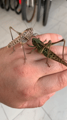 Grasshoppers and katydids up close in Kropotkin, Russia